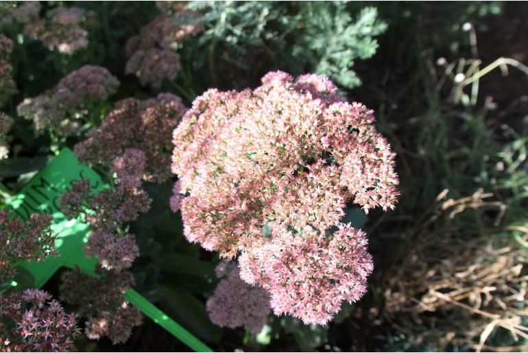 Sedum 'Herbstfreude' -1308