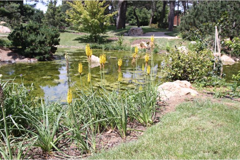 Kniphofia citrina -1320