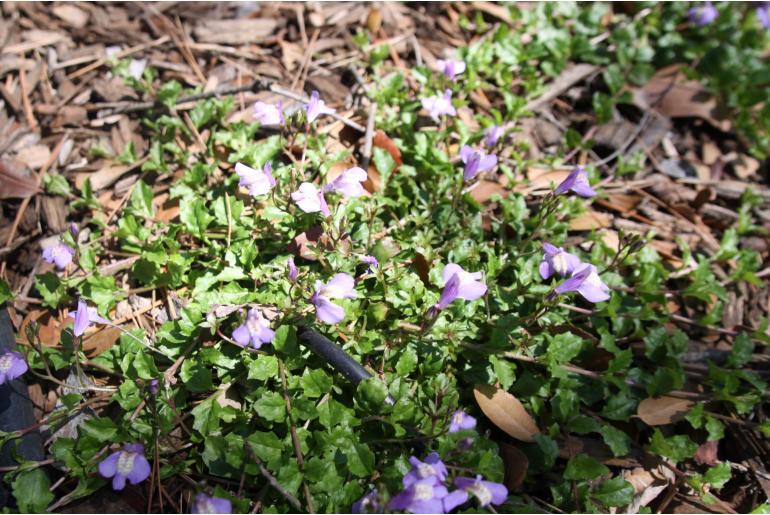 Mazus miquelii -1328