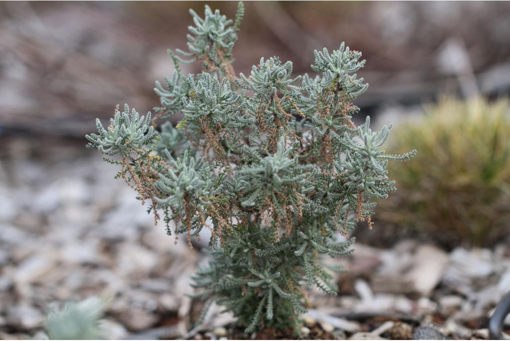 Groene santolina 'Neopolitana'