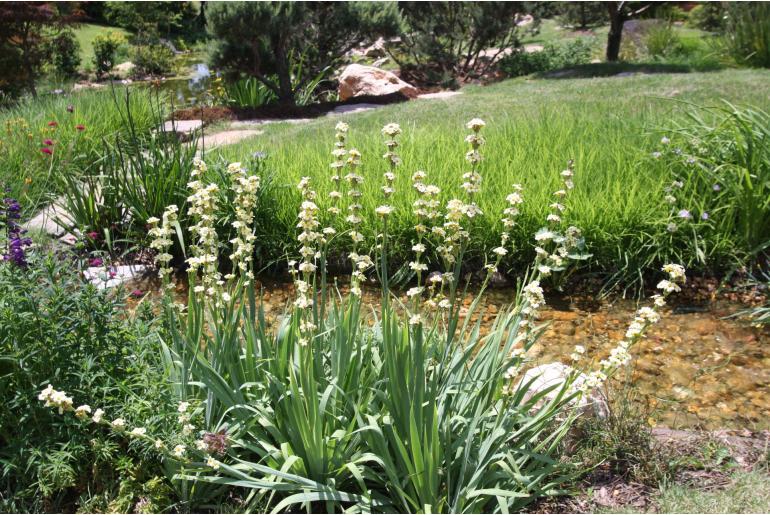 Sisyrinchium striatum -1355