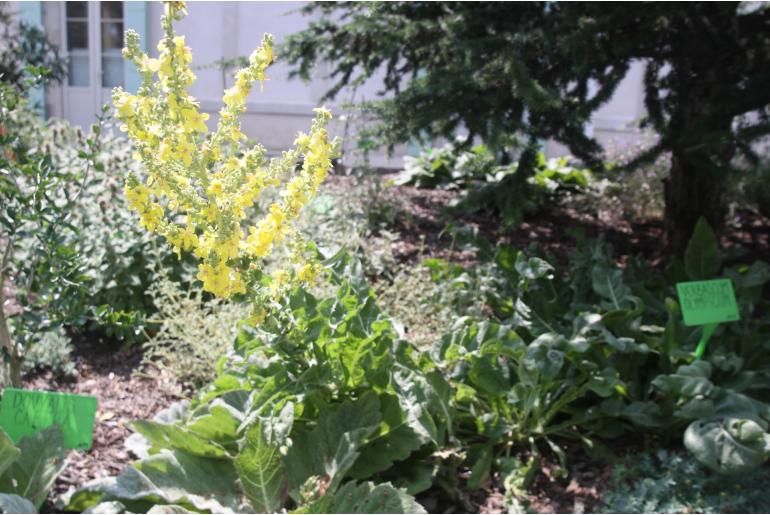 Verbascum olympicum -1362