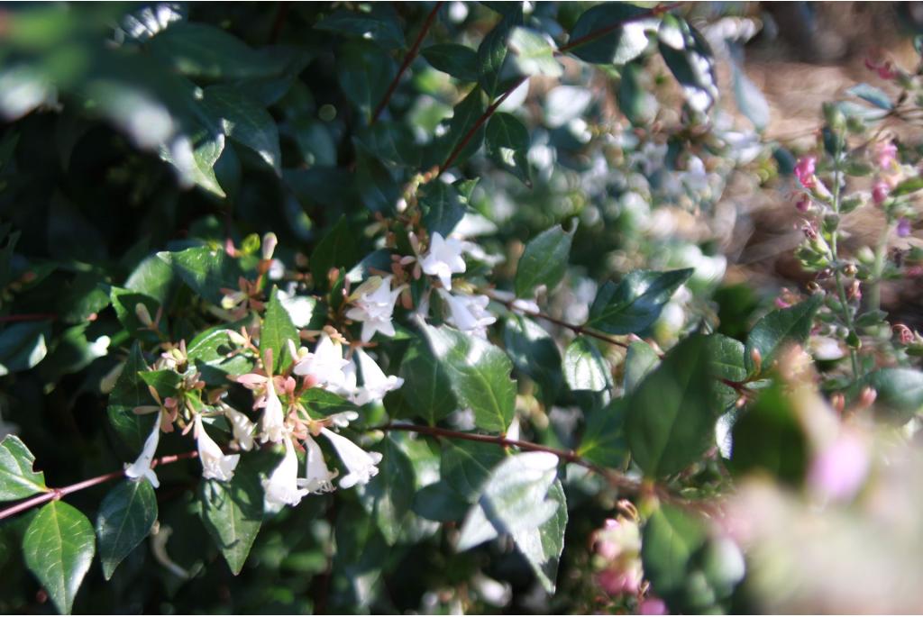 Glanzende abelia 'Semperflorens'