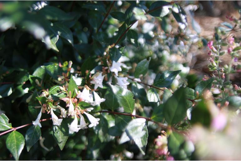 Linnaea x grandiflora 'Semperflorens' -1375