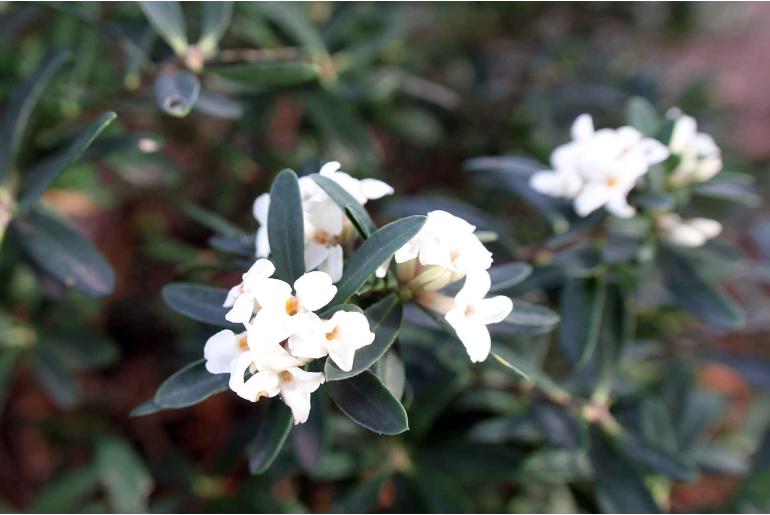 Daphne x transatlantica 'Eternal Fragrance' -1377