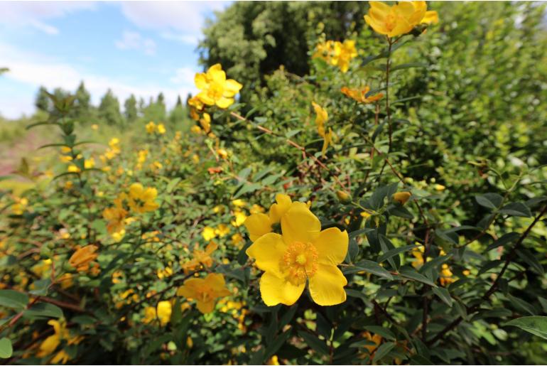 Hypericum patulum 'Hidcote' -1378