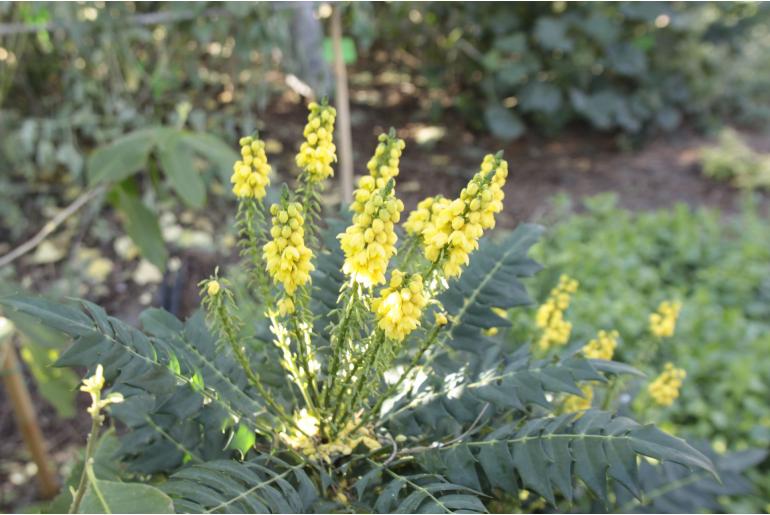 Mahonia x media 'Charity' -1379