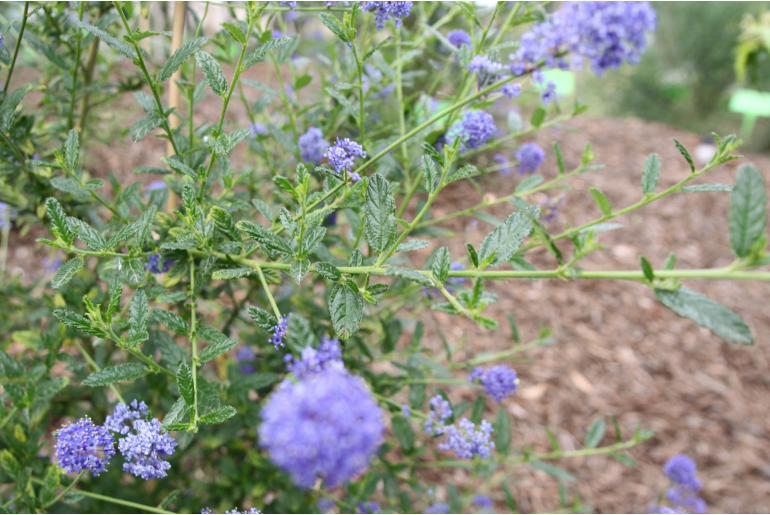 Ceanothus 'Concha' -1382