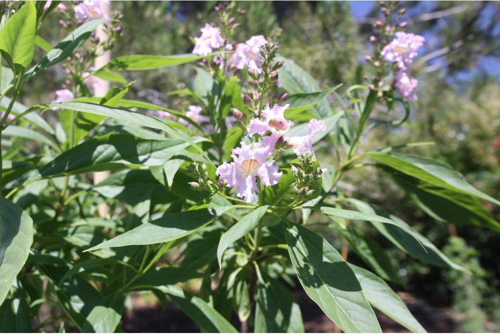 Chitalpa van Tashkent 'Summer Bells Minsum'