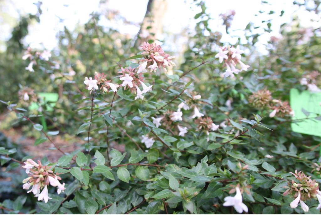 Glanzende abelia 'Sherwood'