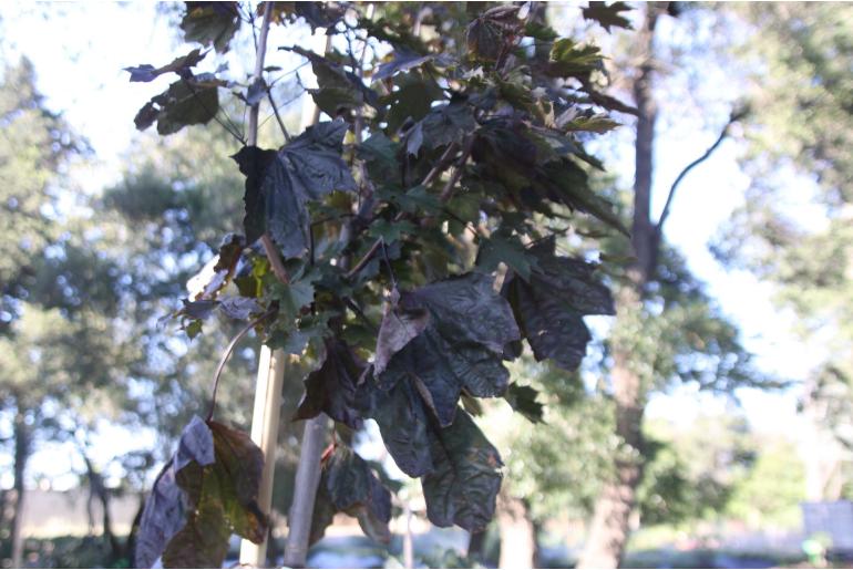 Acer platanoides 'Crimson King' -1396