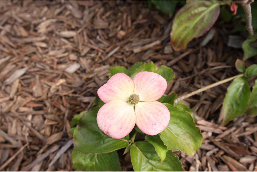 Japanse Kornoelje 'Satomi'