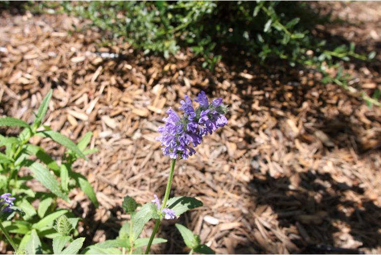 Nepeta nervosa -1434