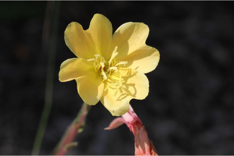 Oenothera odorata -1436