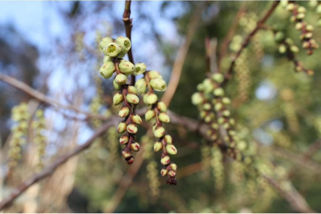 Vroege Stachyurus