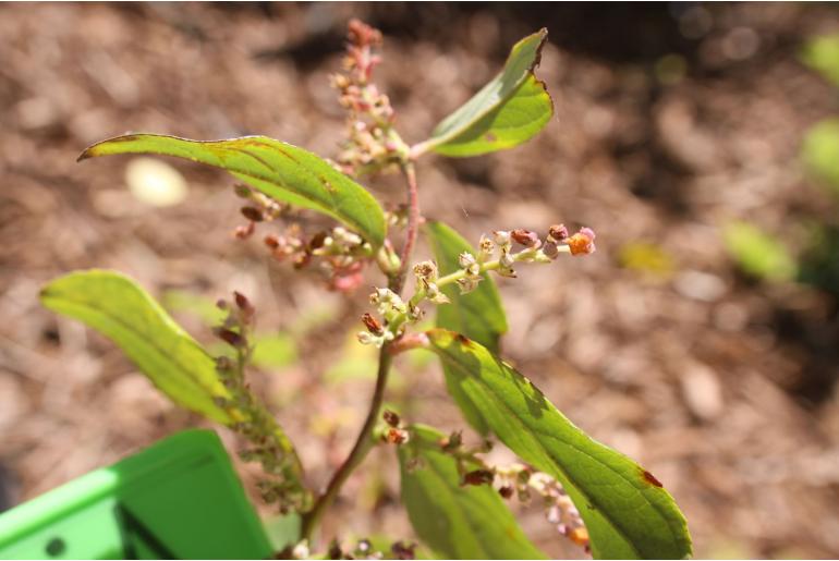 Gaultheria semi-infera -1451