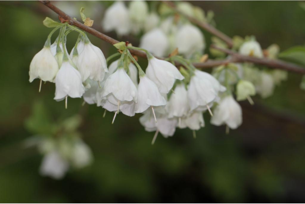 Carolina sneeuwklokjesboom