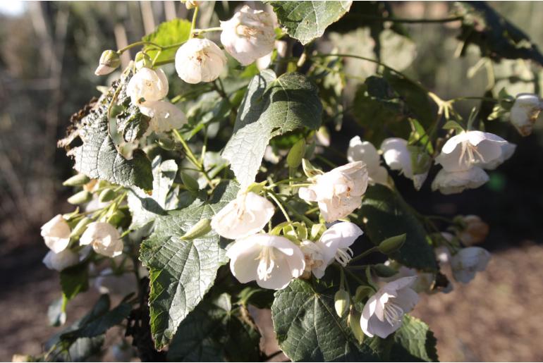 Dombeya burgessiae -1498