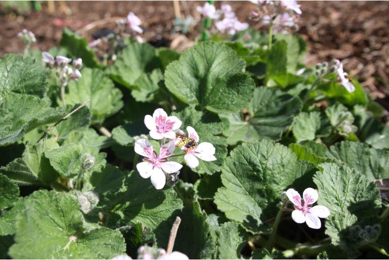 Erodium pelargoniiflorum -1500