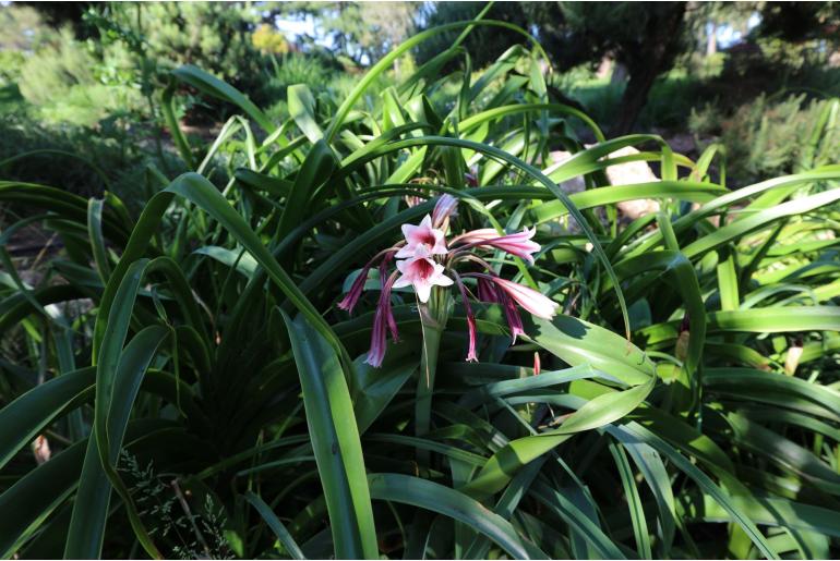 Crinum bulbispermum -1514