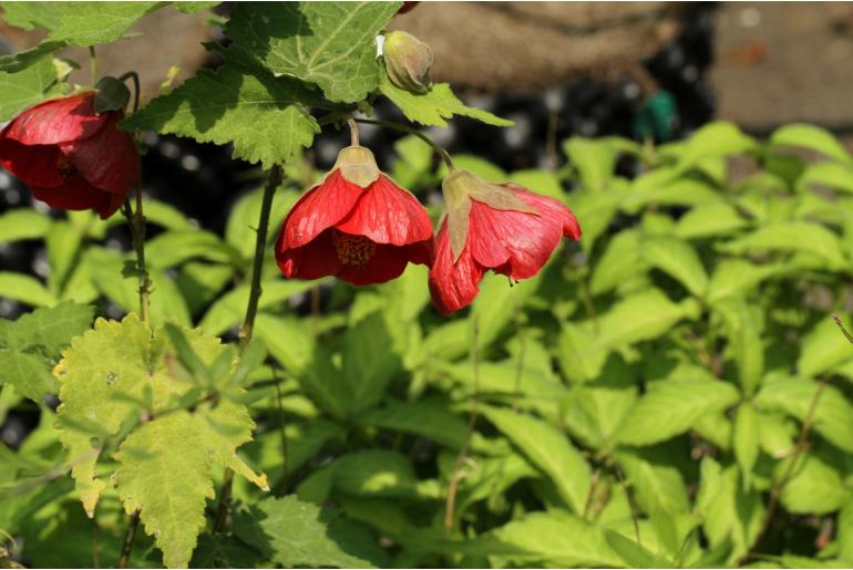 Abutilon 'Ashford Red' -1515