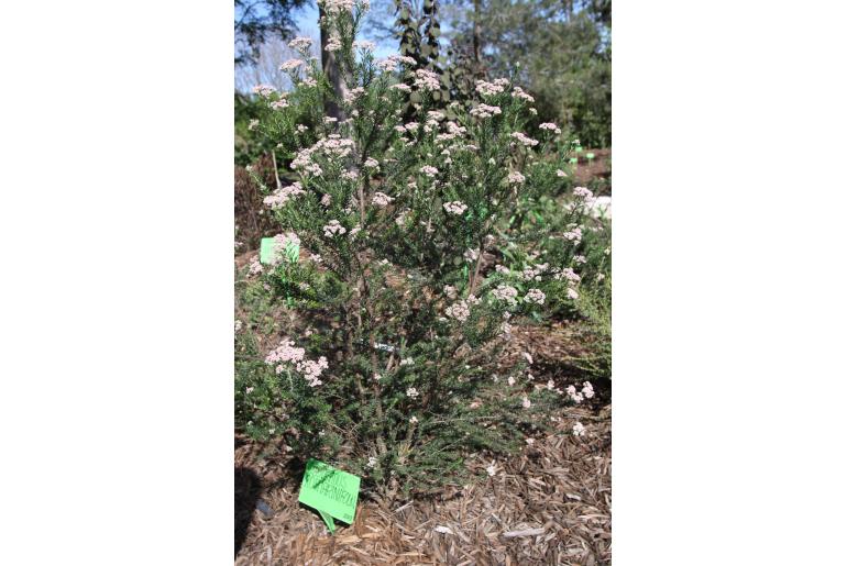 Ozothamnus rosmarinifolius -1533