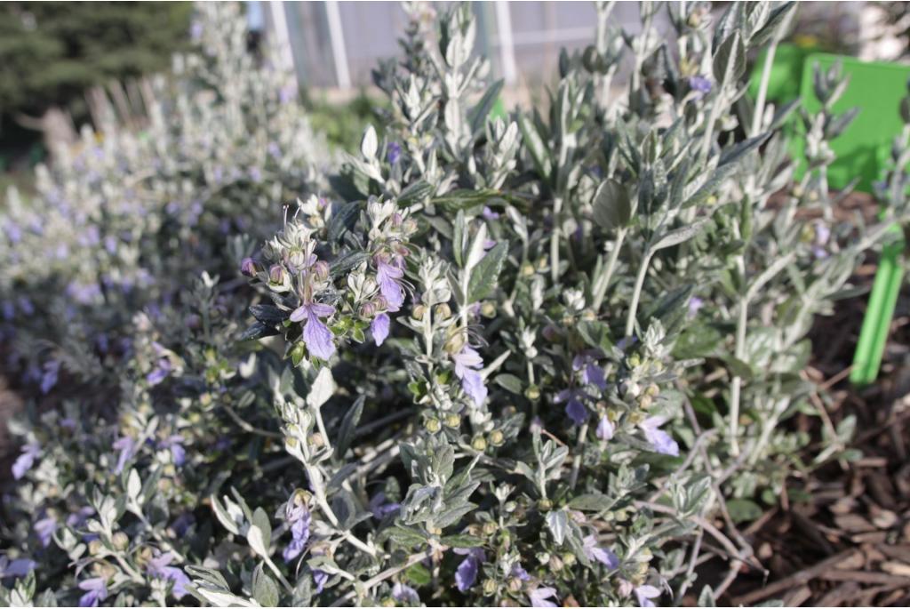 Germander struik 'Azureum'