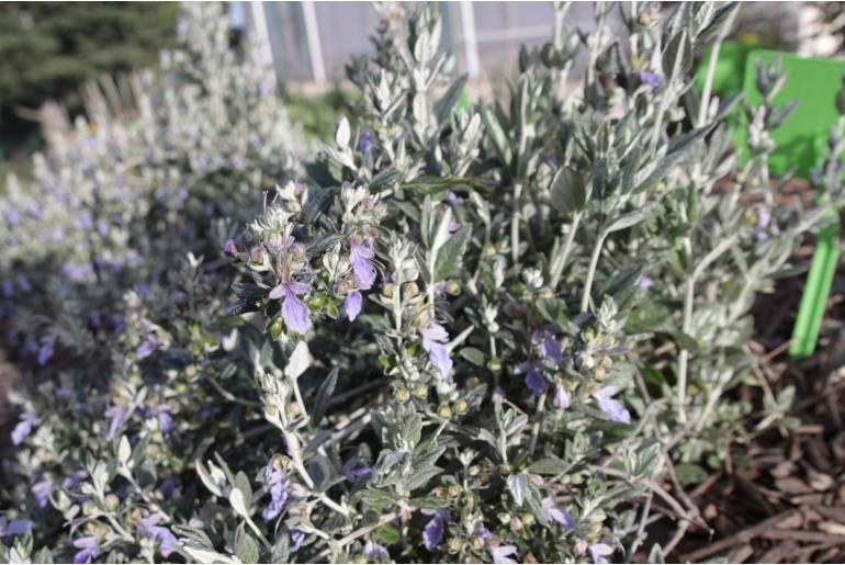 Teucrium fruticans 'Azureum' -1535