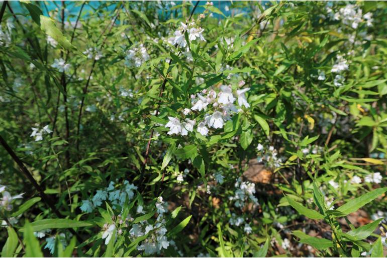 Prostanthera lasianthos -1539