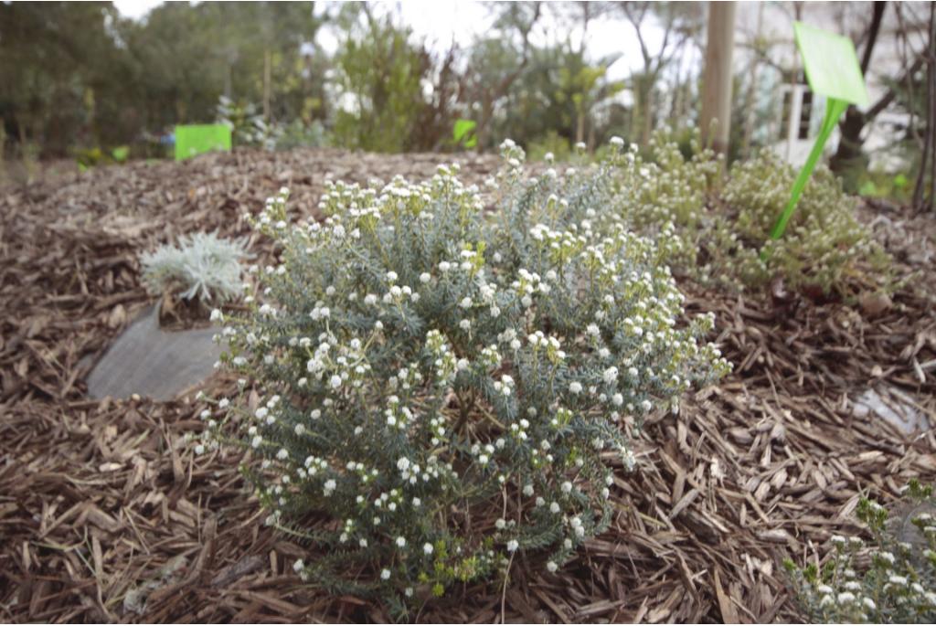 Amsterdameiland phylica