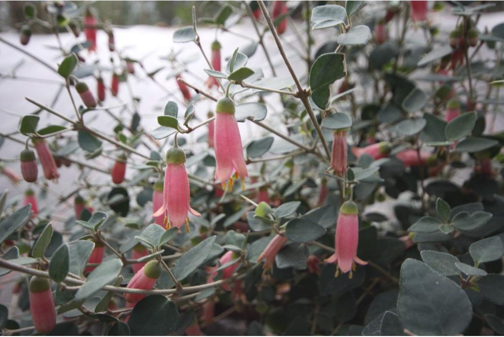 Australische fuchsia