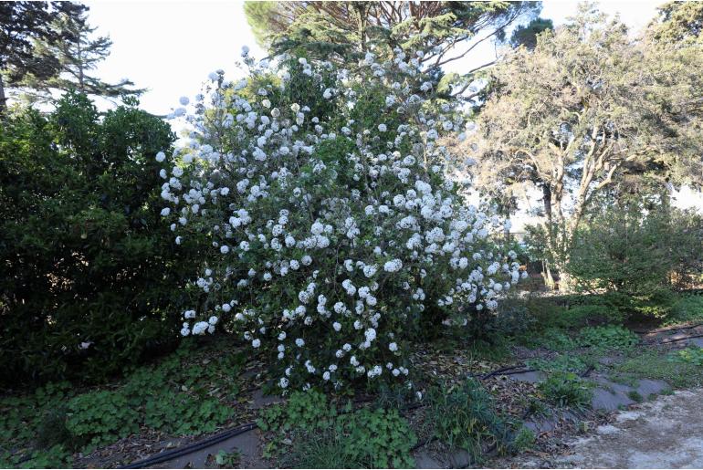 Viburnum x burkwoodii -1554