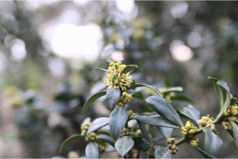 Buxus macrophylla 'Rotundifolia' -1556