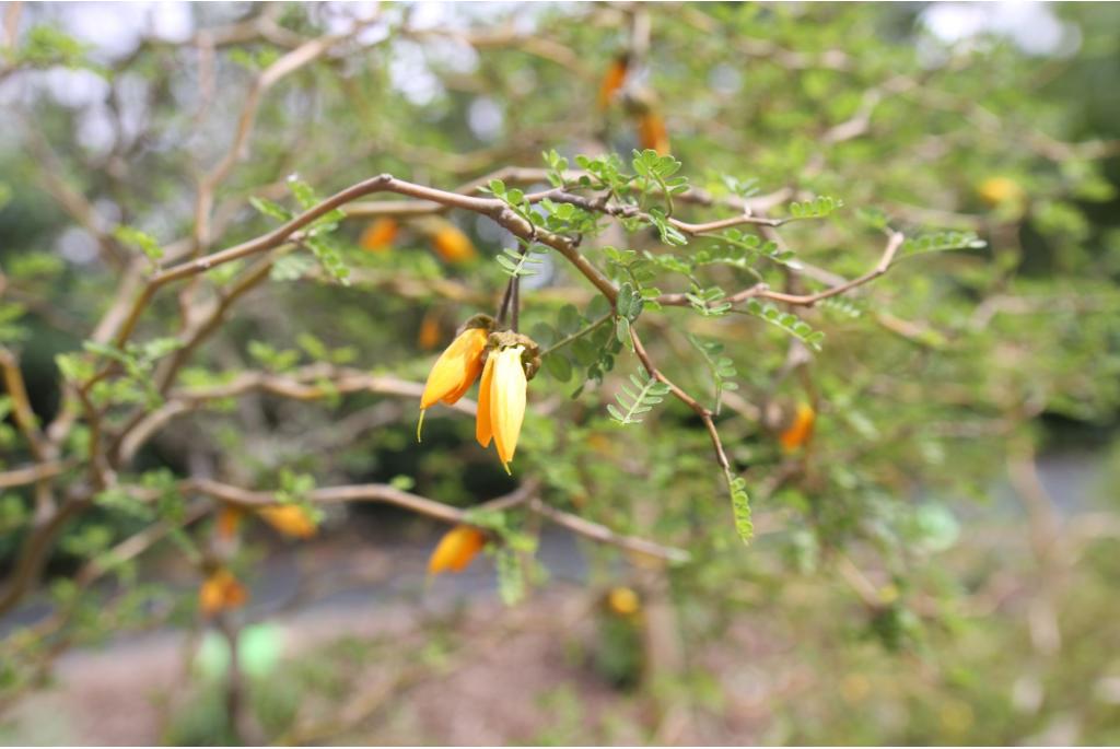 Dwerg kowhai