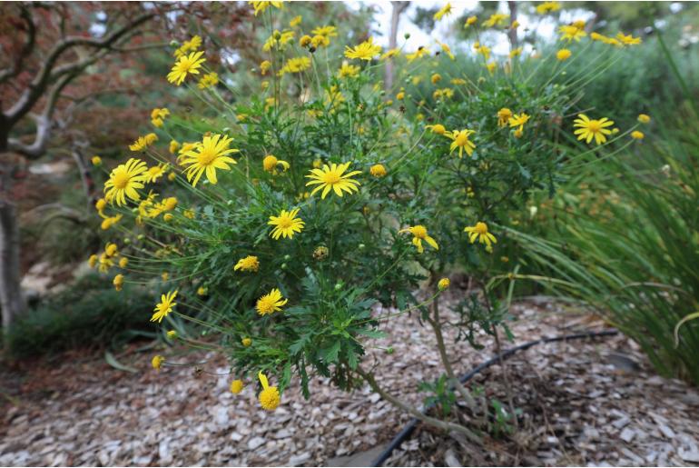 Euryops chrysanthemoides -1583