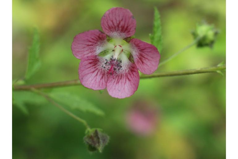 Anisodontea x hypomadara -1591