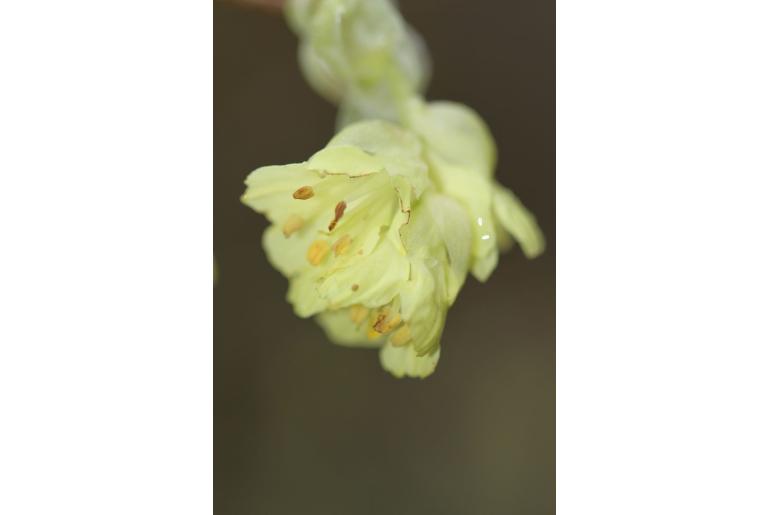 Corylopsis pauciflora -1620