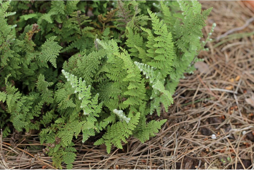 Wooton's myriopteris