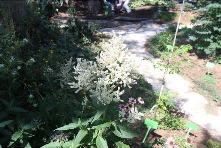 Polygonum speciosum 'Johanniswolke' -1651