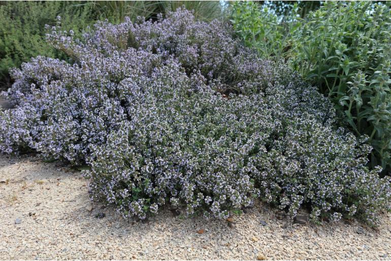 Thymus longicaulis 'Odoratus' -1656