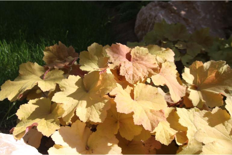 Heuchera 'Caramel' -1659