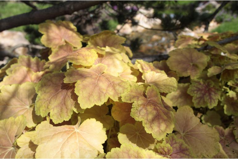 Heuchera 'Tiramisu' -1660