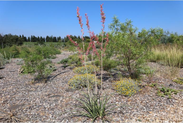 Hesperaloe parviflora -1669