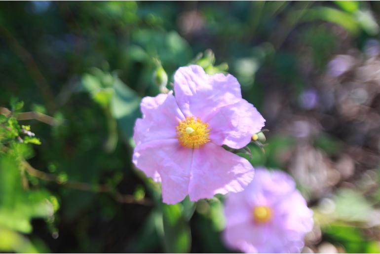 Cistus x crumleyae -1679