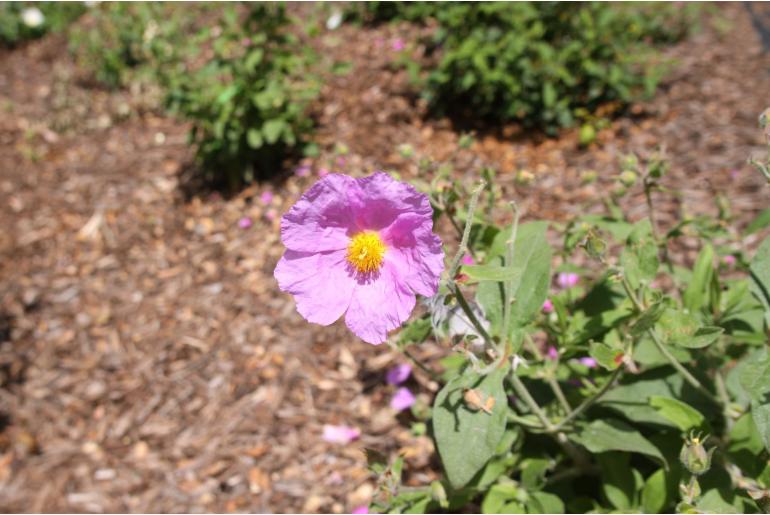 Cistus x ralletii -1684