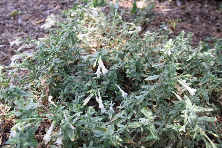 Epilobium canum 'Albiflora' -1691