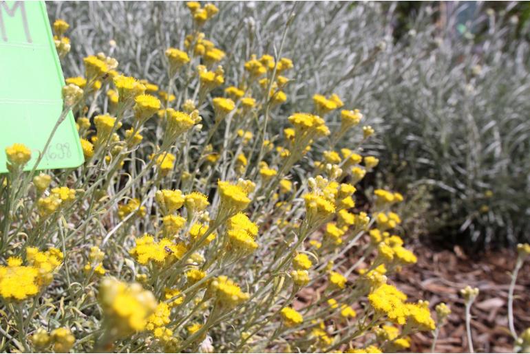 Helichrysum doerfleri -1698