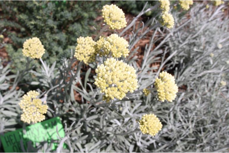 Helichrysum orientale -1700