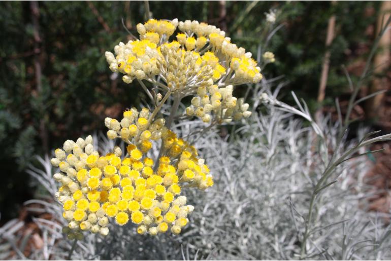 Helichrysum 'Miel et Curry' -1701