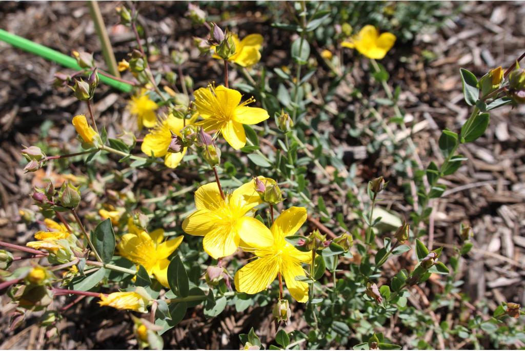 Wilg blad zilverdistel